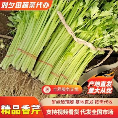 [香芹批发]安徽蚌埠怀远县芹菜 0.80元/斤安徽香芹 产地直发 _ 一亩田