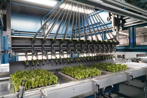 上海农民种菜调查 1元绿叶菜卖到8元,缘何依然畅销