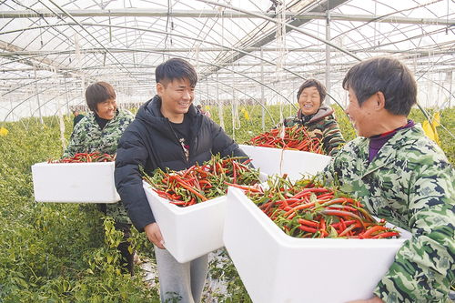 大棚里放飞青春梦想