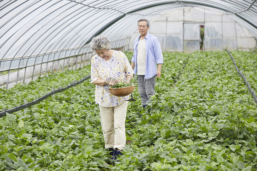 在蔬菜大棚的老年人