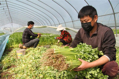 安徽怀远:战“疫”情保春耕 稳菜篮保供给