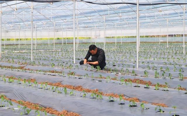 简阳大力发展现代农业!为乡村振兴添动能