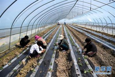 扶贫大棚育苗忙，怀远蔬菜产业助力乡村振兴