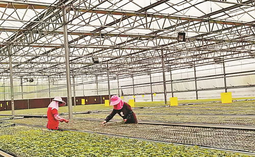 小种苗带动大产业——怀远蔬菜的绿色崛起