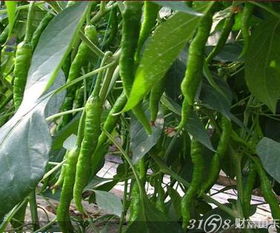 中农共信有机瓜菜工厂怎么做加盟 有人去考察过吗