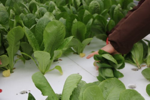 劳动竞赛 ▏五四 星辉蔬菜 以 我是植物工厂好员工 劳动竞赛辞旧迎新