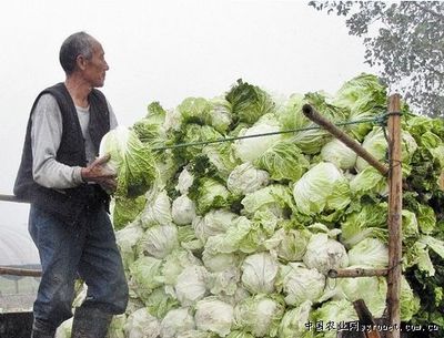 湖北蔬菜价格持续小幅下跌，一元菜市场难觅踪影
