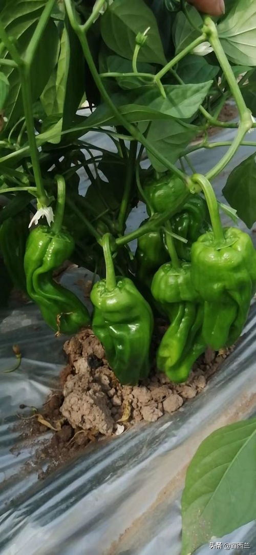 怀远蔬菜的潜力市场 如何甄选与消费者接受度分析