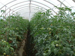 红河农产品信息网助力怀远蔬菜产业发展